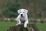 DOGUE ARGENTIN 261